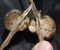 Gouty Oak Gall Wasp - photo 3