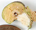 Gouty Oak Gall Wasp - photo 4