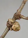Gouty Oak Gall Wasp - photo 5