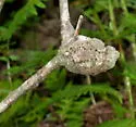 Gouty Stem Gall Wasp