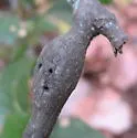 Gouty Stem Gall Wasp - photo 2