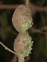 Gouty Stem Gall Wasp - photo 3