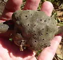 Gouty Stem Gall Wasp - photo 4