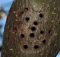 Gouty Stem Gall Wasp - photo 5