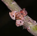 Callirhytis quercusventricosa