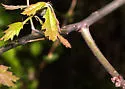 Callirhytis quercusventricosa - photo 2