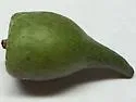 Callirhytis quercusventricosa - photo 4