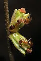 Callirhytis rugulosa