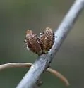 Callirhytis rugulosa - photo 2
