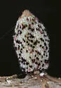 Callirhytis rugulosa - photo 3