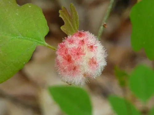 Wool Sower Gall Wasp - photo 3