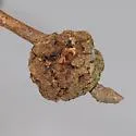 Callirhytis seminosa
