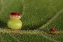 Kernel Flower Gall Wasp