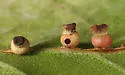 Kernel Flower Gall Wasp - photo 2