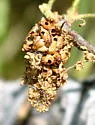 Kernel Flower Gall Wasp - photo 3