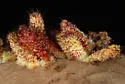 Callirhytis tubicola - photo 2