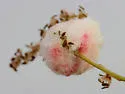 Water Oak Woolly Catkin Gall Wasp