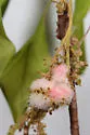 Water Oak Woolly Catkin Gall Wasp - photo 2