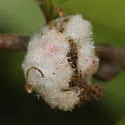 Water Oak Woolly Catkin Gall Wasp - photo 3