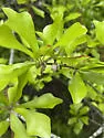 Water Oak Woolly Catkin Gall Wasp - photo 4