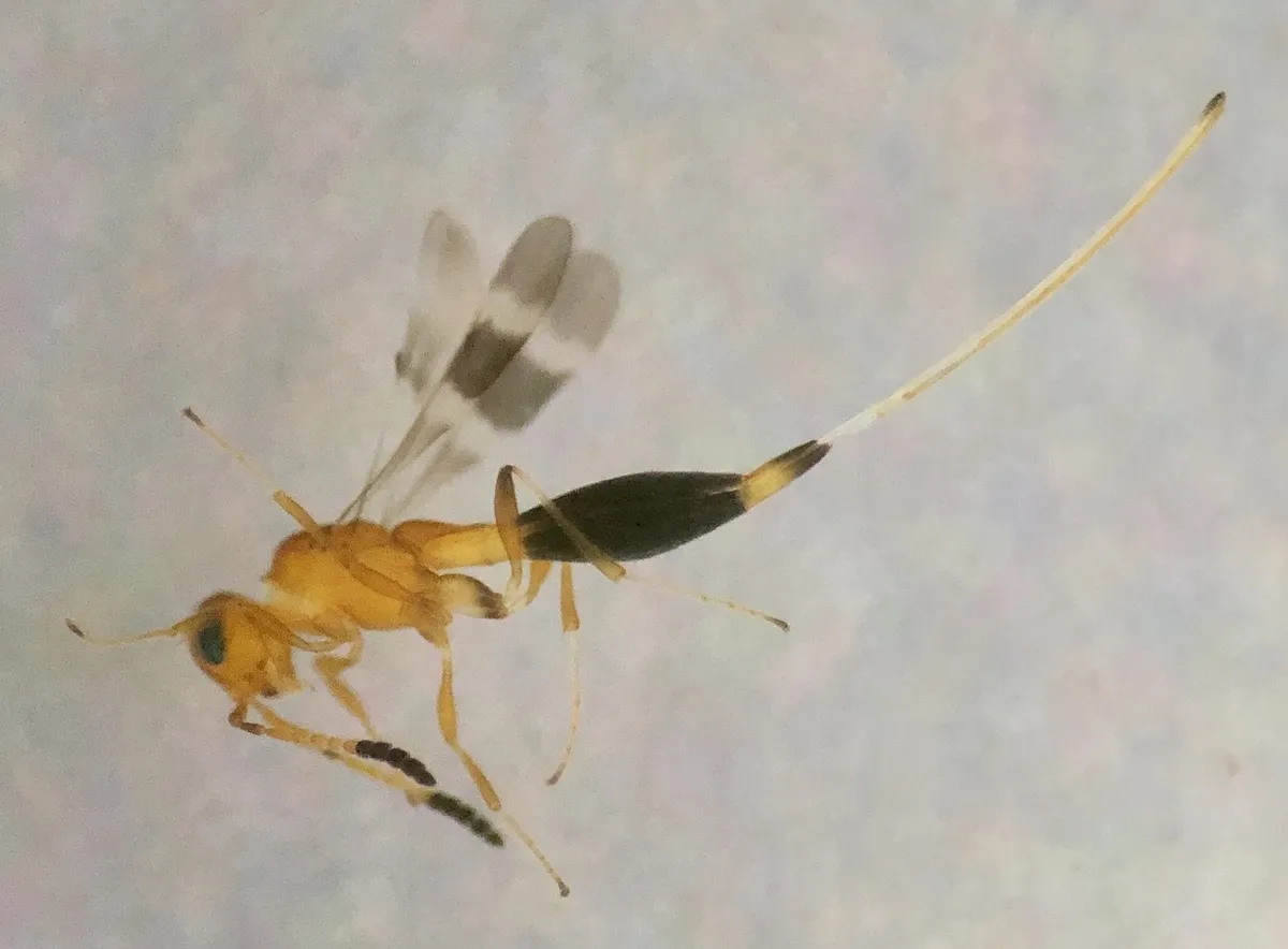 Calliscelio elegans - photo 3