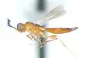 Calliscelio rubiclavus