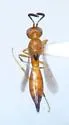 Calliscelio rubiclavus - photo 2