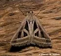 Callistege diagonalis - Hodges#8741