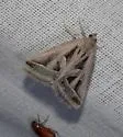 Callistege diagonalis - Hodges#8741 - photo 2