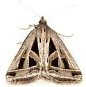 Callistege diagonalis - Hodges#8741 - photo 3
