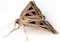 Callistege diagonalis - Hodges#8741 - photo 4