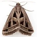 Callistege diagonalis - Hodges#8741 - photo 5