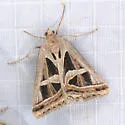 Callistege intercalaris - Hodges#8740