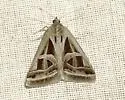 Callistege intercalaris - Hodges#8740 - photo 2