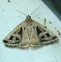 Callistege intercalaris - Hodges#8740 - photo 3