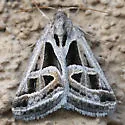Callistege intercalaris - Hodges#8740 - photo 4