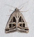 Callistege intercalaris - Hodges#8740 - photo 5