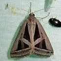 Callistege triangula - Hodges#8742