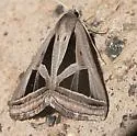 Callistege triangula - Hodges#8742 - photo 2