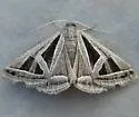 Callistege triangula - Hodges#8742 - photo 3