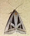 Callistege triangula - Hodges#8742 - photo 4