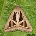 Callistege triangula - Hodges#8742 - photo 5