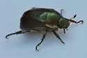 Callistethus marginatus - Callistethus marginatus