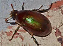 Callistethus marginatus - photo 2