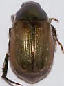 Callistethus marginatus - photo 4