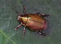 Callistethus marginatus - photo 5