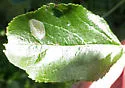 Callisto denticulella - Hodges#0664