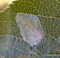 Callisto denticulella - Hodges#0664 - photo 2