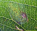 Callisto denticulella - Hodges#0664 - photo 3