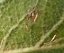Callisto denticulella - Hodges#0664 - photo 4